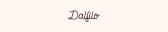 Gutscheine von dalfilo